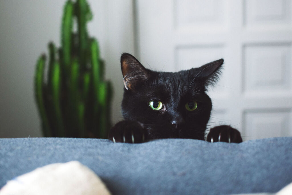 Schwarze Katze mit grünen Augen schaut neugierig über die Couch