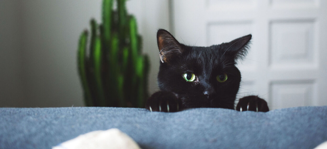 Schüchterne schwarze Katze blickt über eine Couch.
